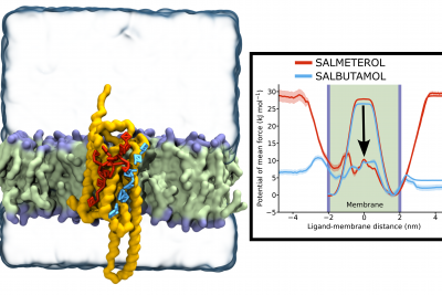 Links: Wirkstoffe können mit Hilfe des β2-Adrenozeptors (gelb) die wasserabstoßende Fettschicht in der Membran-mitte (grün) leichter durchdringen. Der Ausschnitt aus der Computersimulation zeigt dies für zwei Medikamente für Lungenkrankheiten – Salmeterol