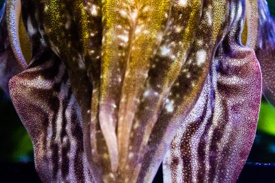 Elucidating cuttlefish camouflage