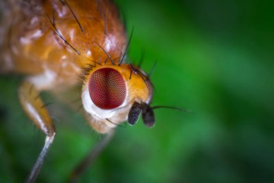 Fruit fly head