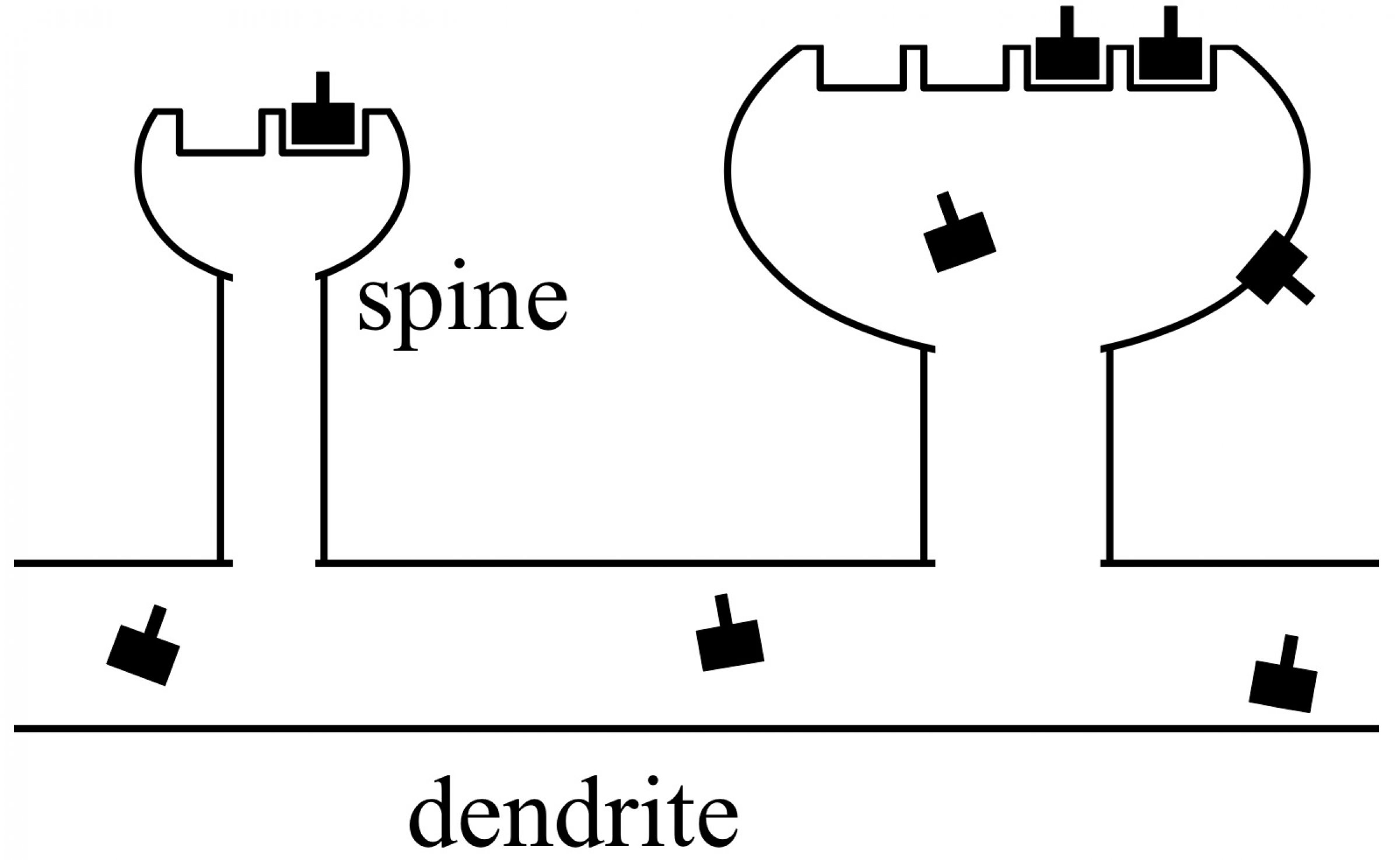 Benachbarte Synapsen einer Nervenzelle konkurrieren um Rezeptoren